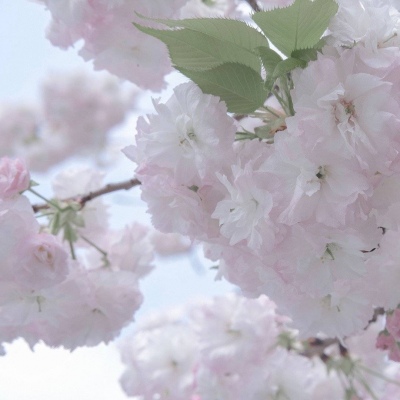 元氏FurryQQ群介绍